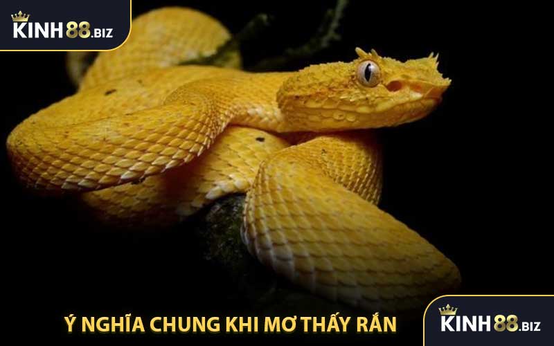 Ý Nghĩa Chung Khi Mơ Thấy Rắn